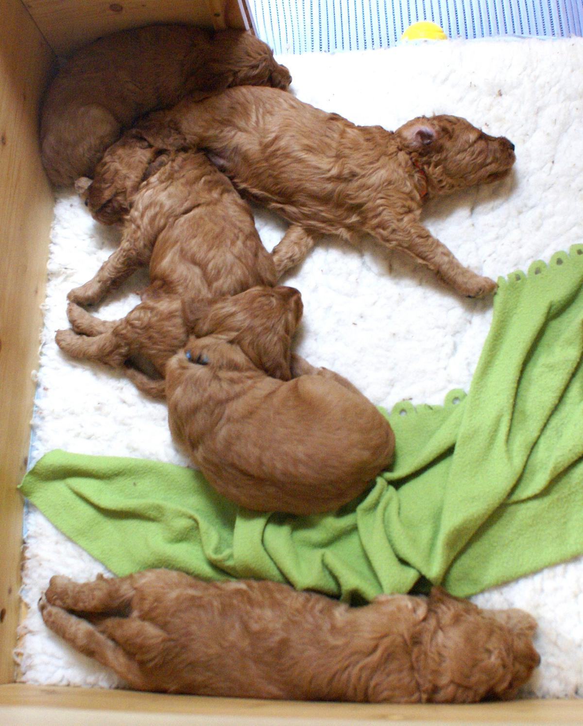 australian labradoodle